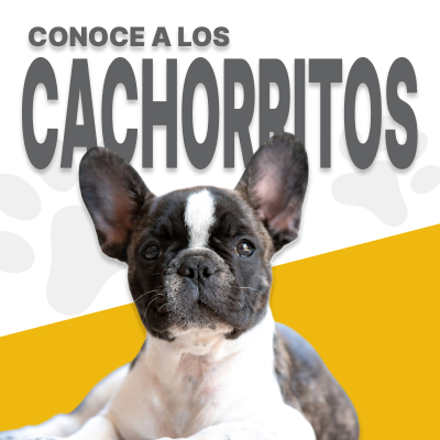 Conoce a tu nuevo compañero de vida
