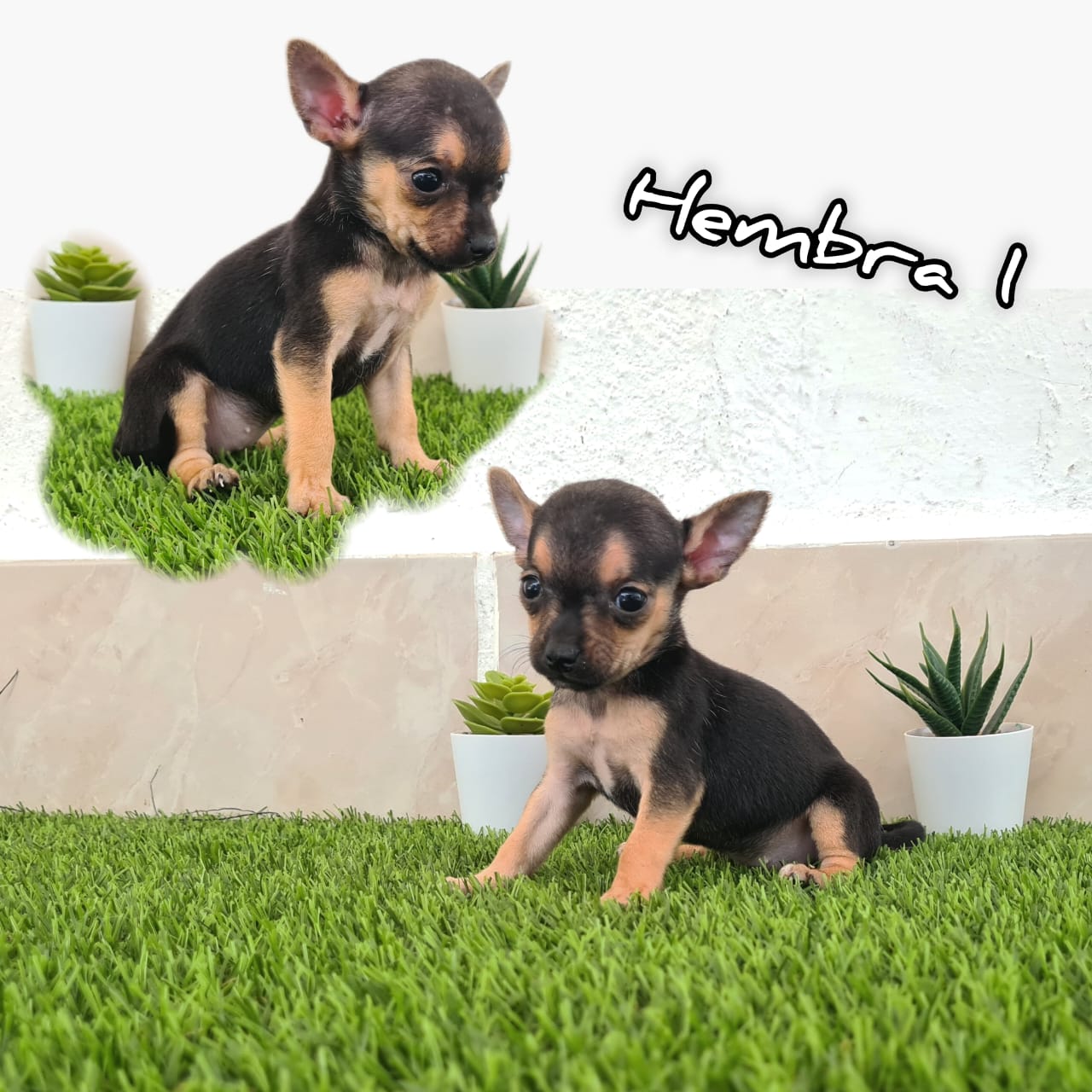 La imágen del cachorro no pudo ser cargada