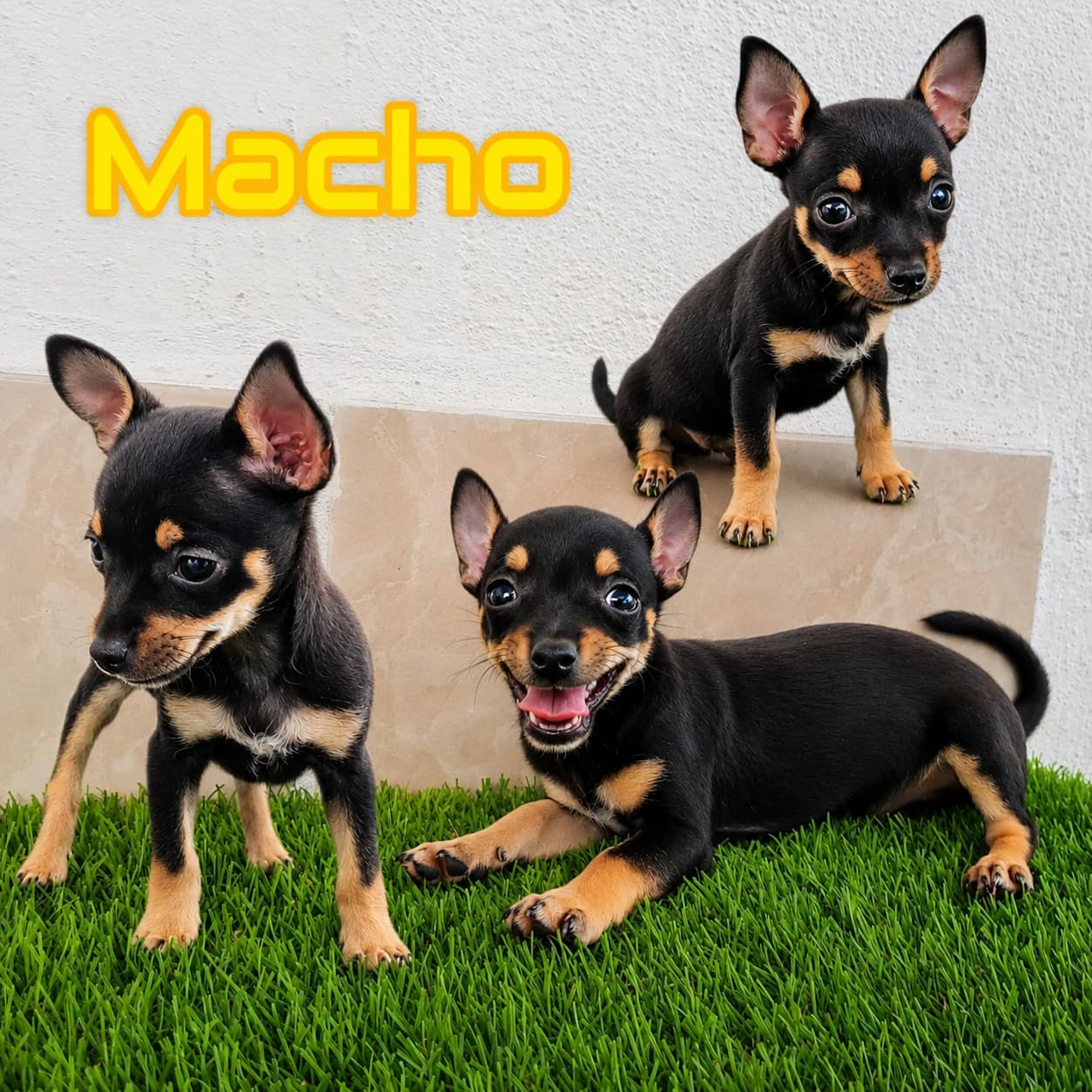 No pudo ser cargada la foto del cachorrito Chihuahueño