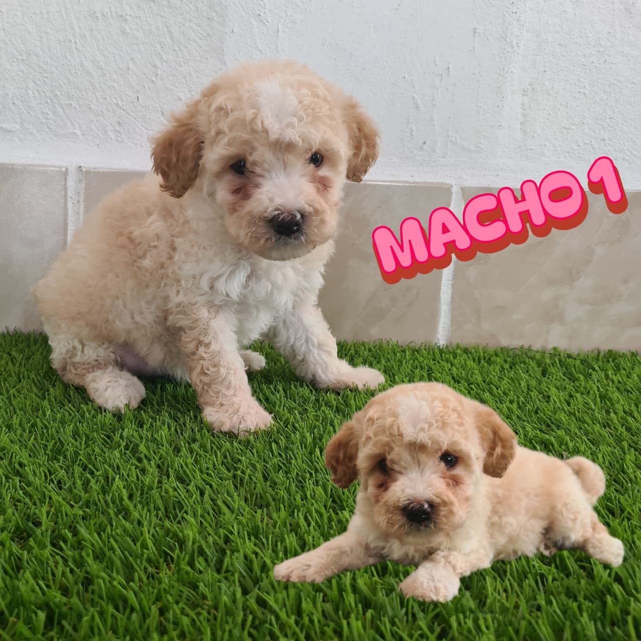 No pudo ser cargada la foto del cachorrito French poodle minitoy