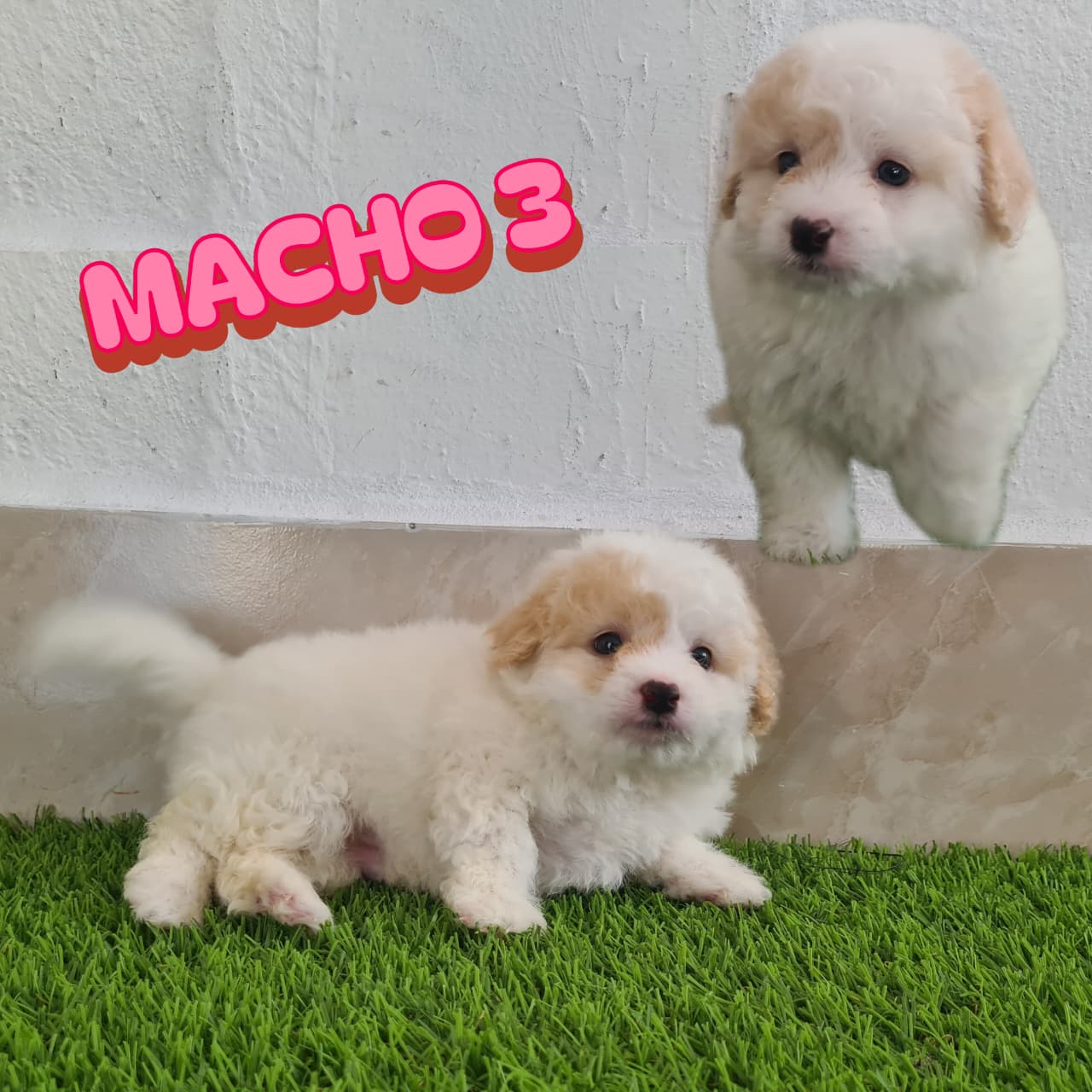 No pudo ser cargada la foto del cachorrito French poodle minitoy