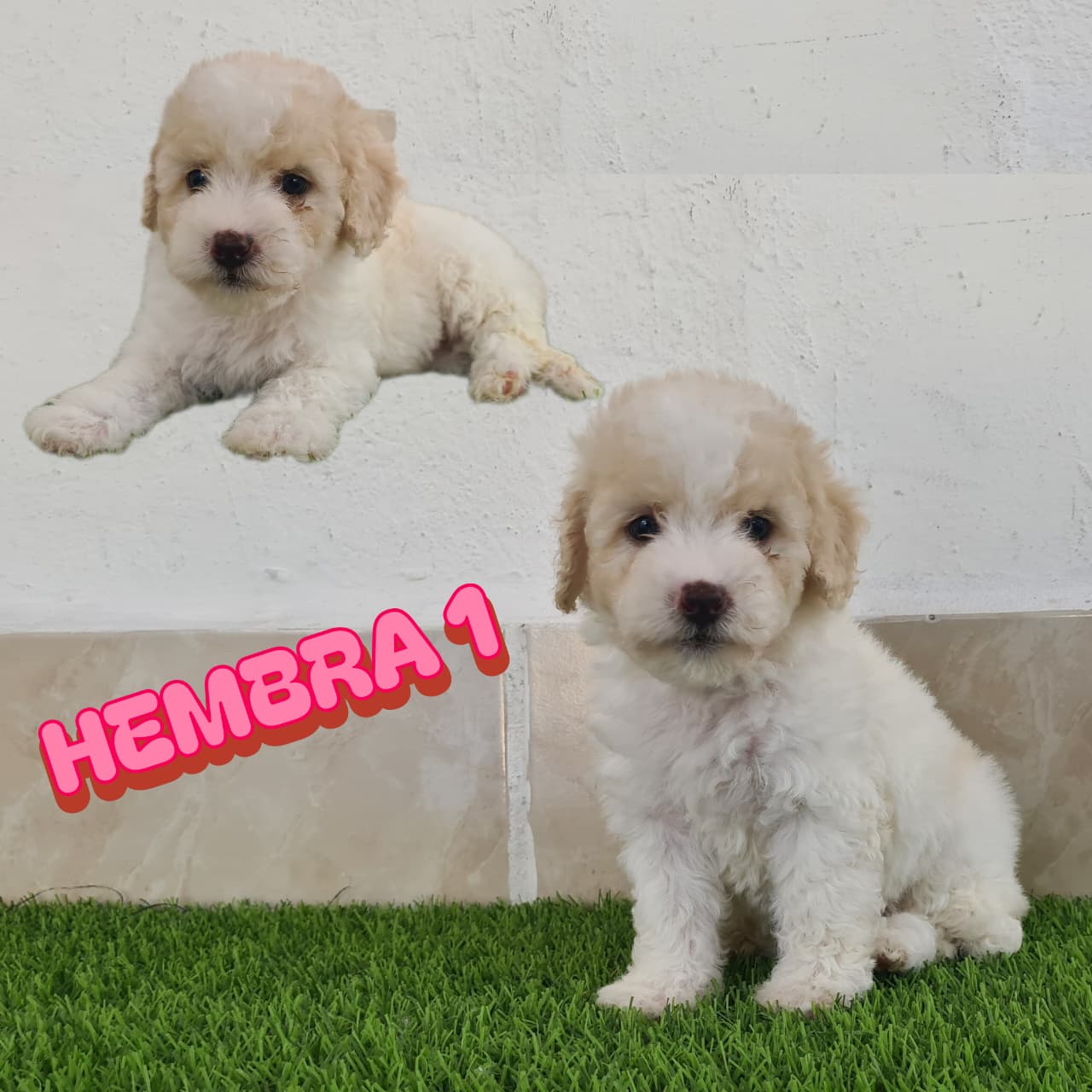 No pudo ser cargada la foto del cachorrito French poodle minitoy