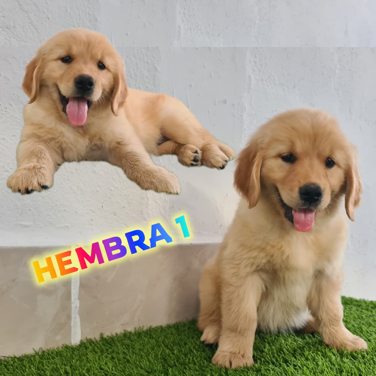 No pudo ser cargada la foto del cachorrito Golden retriever