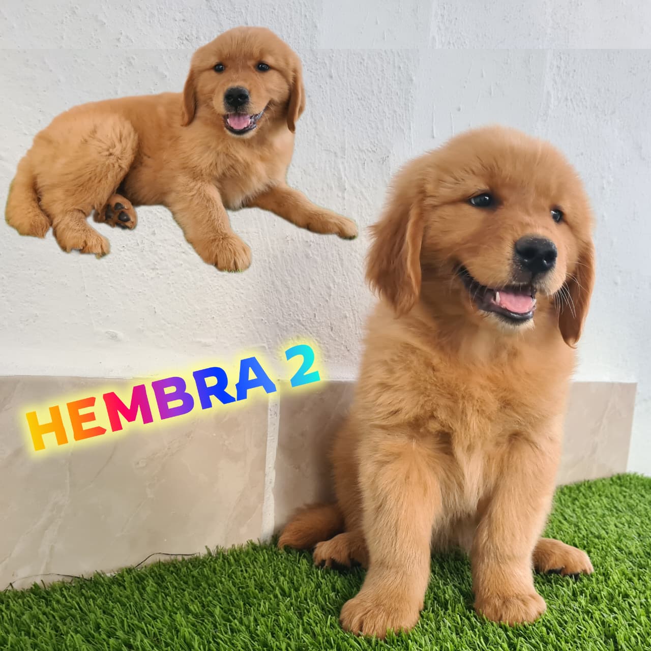 No pudo ser cargada la foto del cachorrito Golden retriever