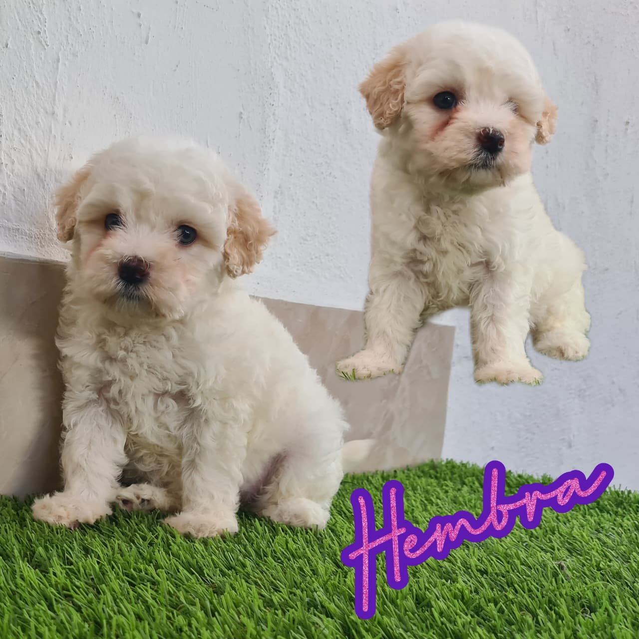 No pudo ser cargada la foto del cachorrito Maltipoo
