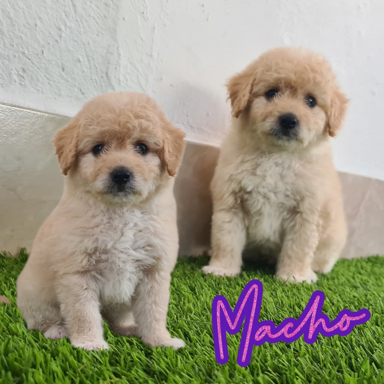 No pudo ser cargada la foto del cachorrito Maltipoo