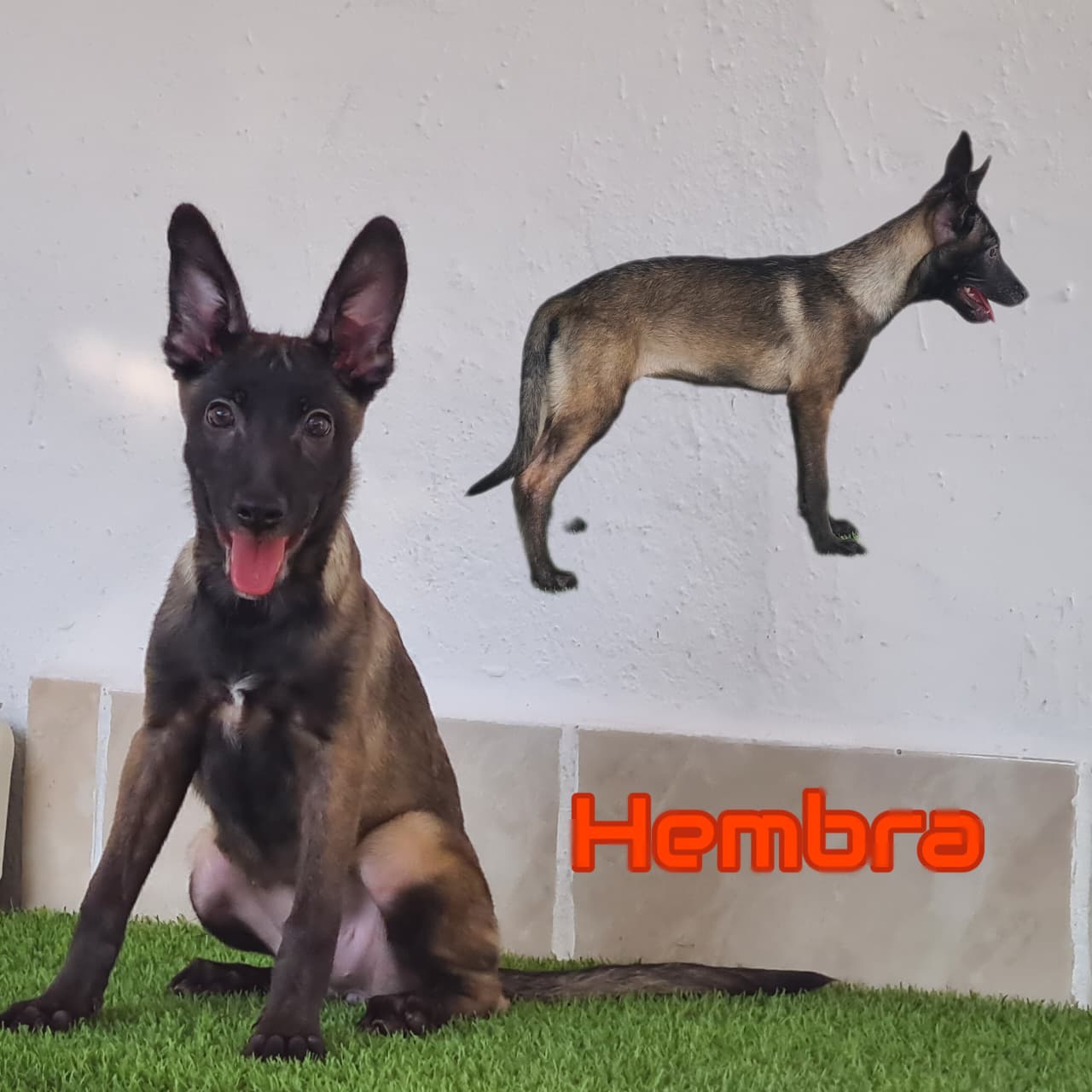 No pudo ser cargada la foto del cachorrito Pastor belga malinois