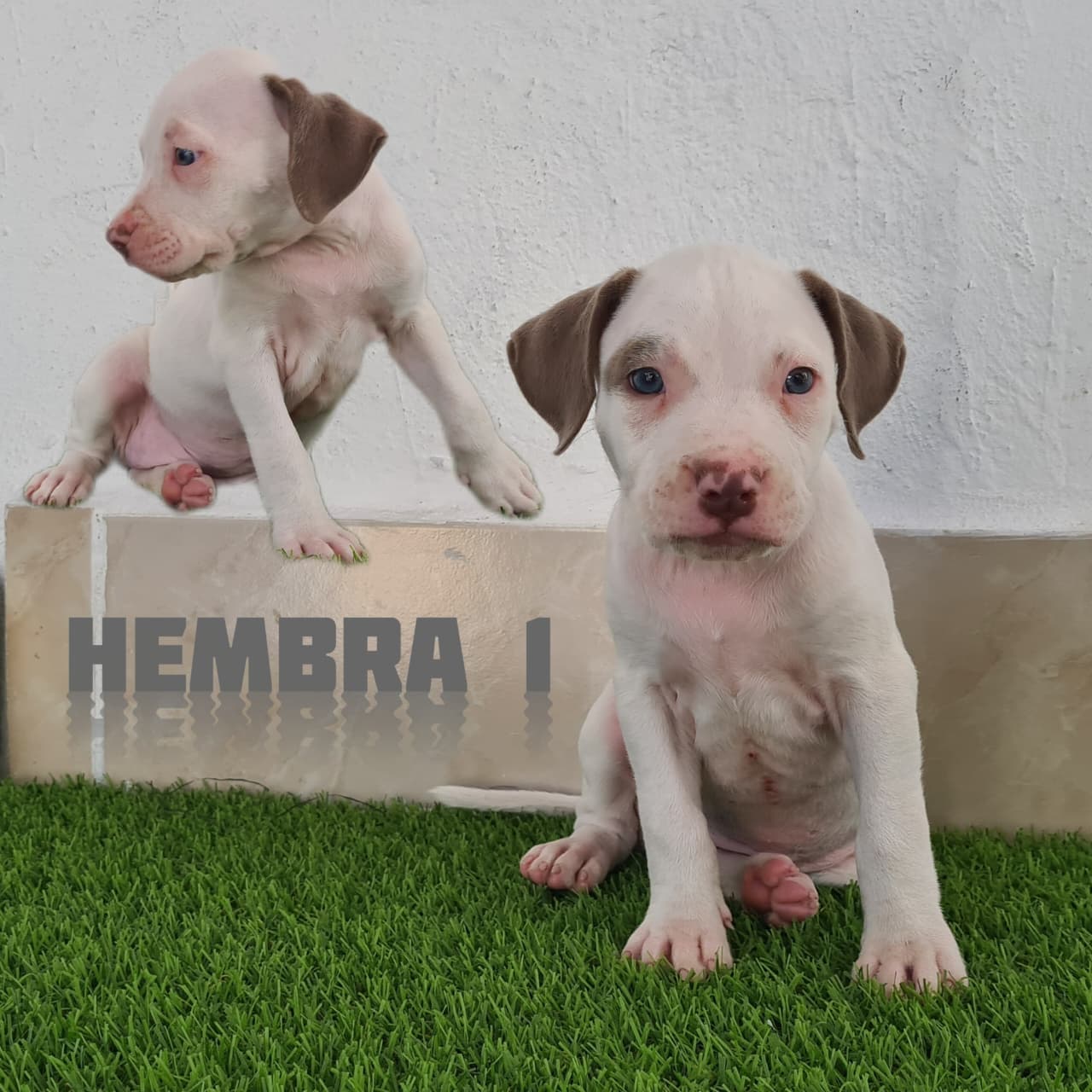 No pudo ser cargada la foto del cachorrito Pitbull blue