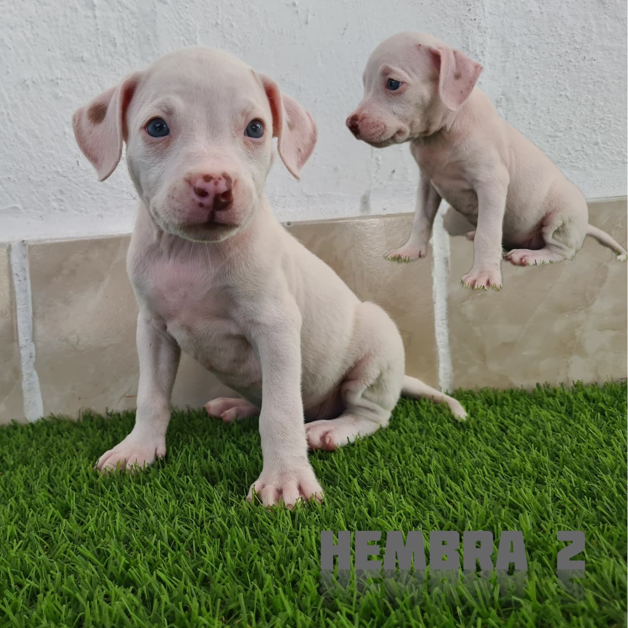 No pudo ser cargada la foto del cachorrito Pitbull blue