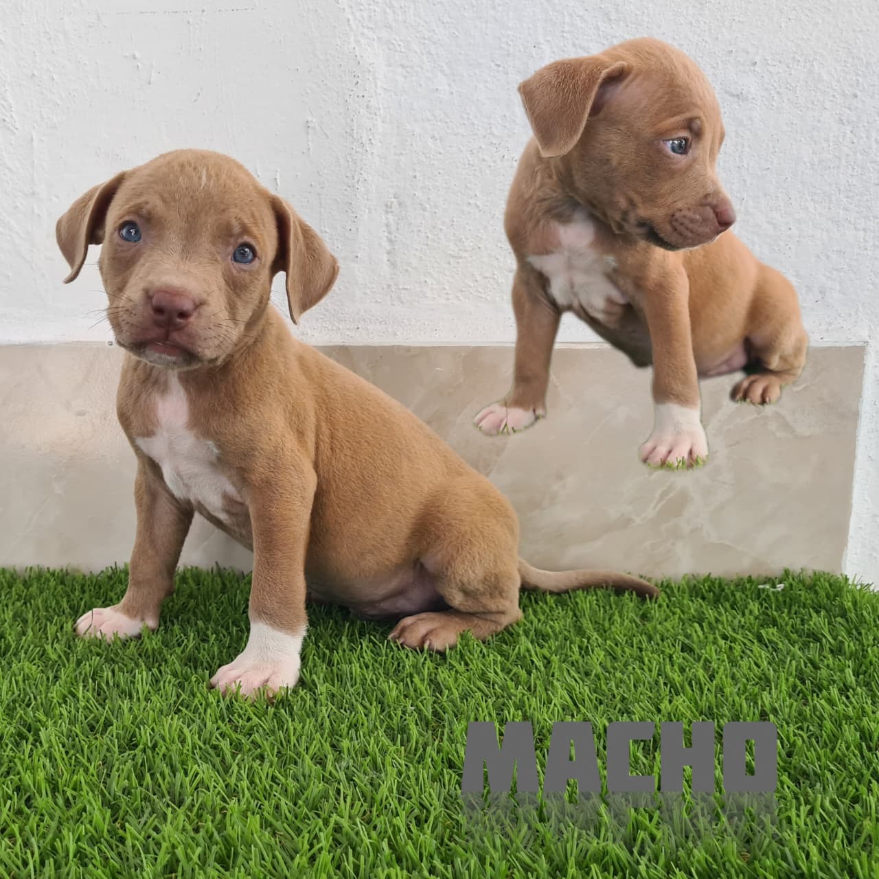 No pudo ser cargada la foto del cachorrito Pitbull blue