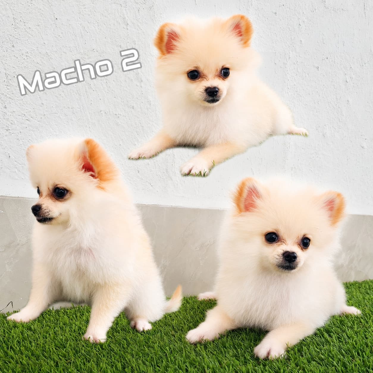 No pudo ser cargada la foto del cachorrito Pomerania
