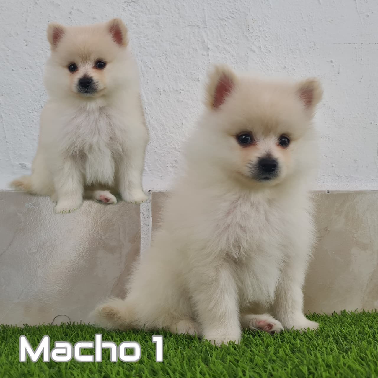 No pudo ser cargada la foto del cachorrito Pomerania