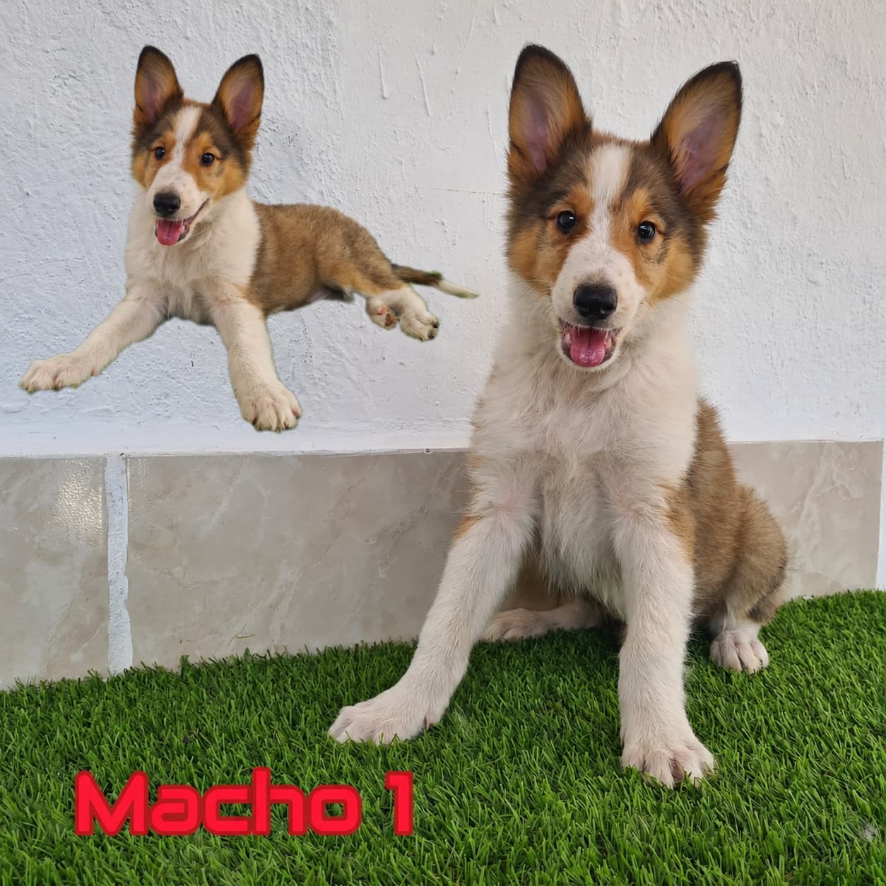 No pudo ser cargada la foto del cachorrito Rough Collie