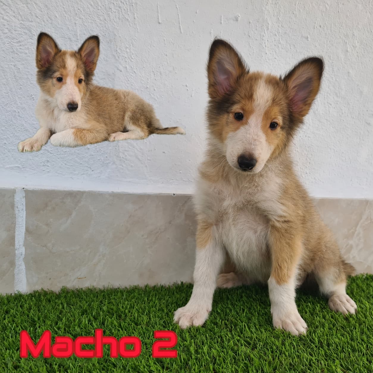 No pudo ser cargada la foto del cachorrito Rough Collie