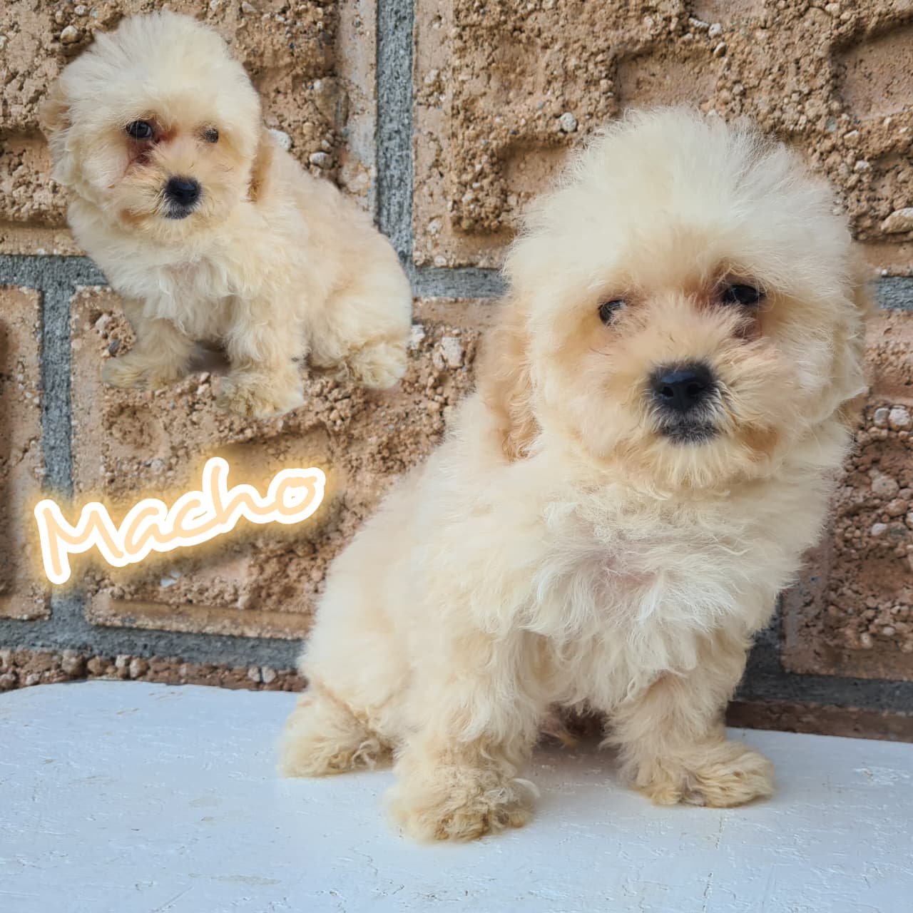 No pudo ser cargada la foto del cachorrito Maltipoo