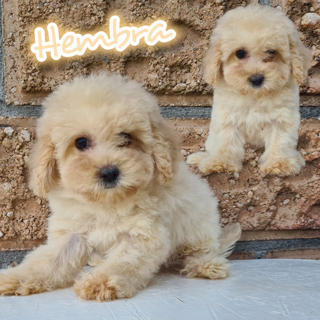 No pudo ser cargada la foto del cachorrito Maltipoo