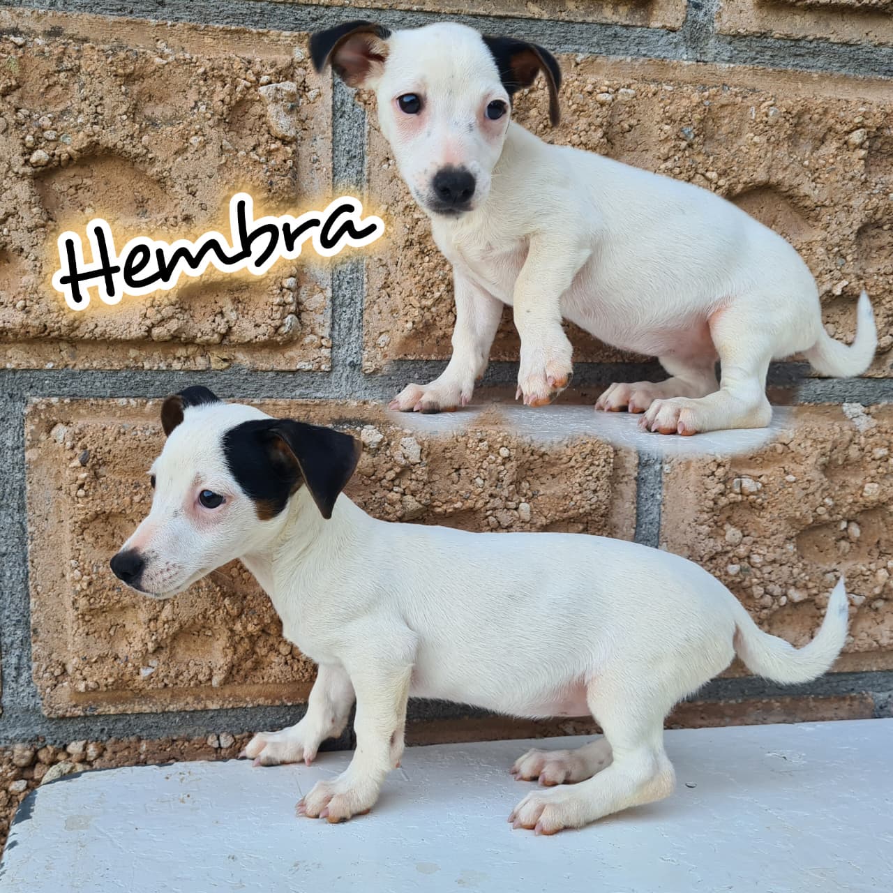 No pudo ser cargada la foto del cachorrito Jack russell terrier