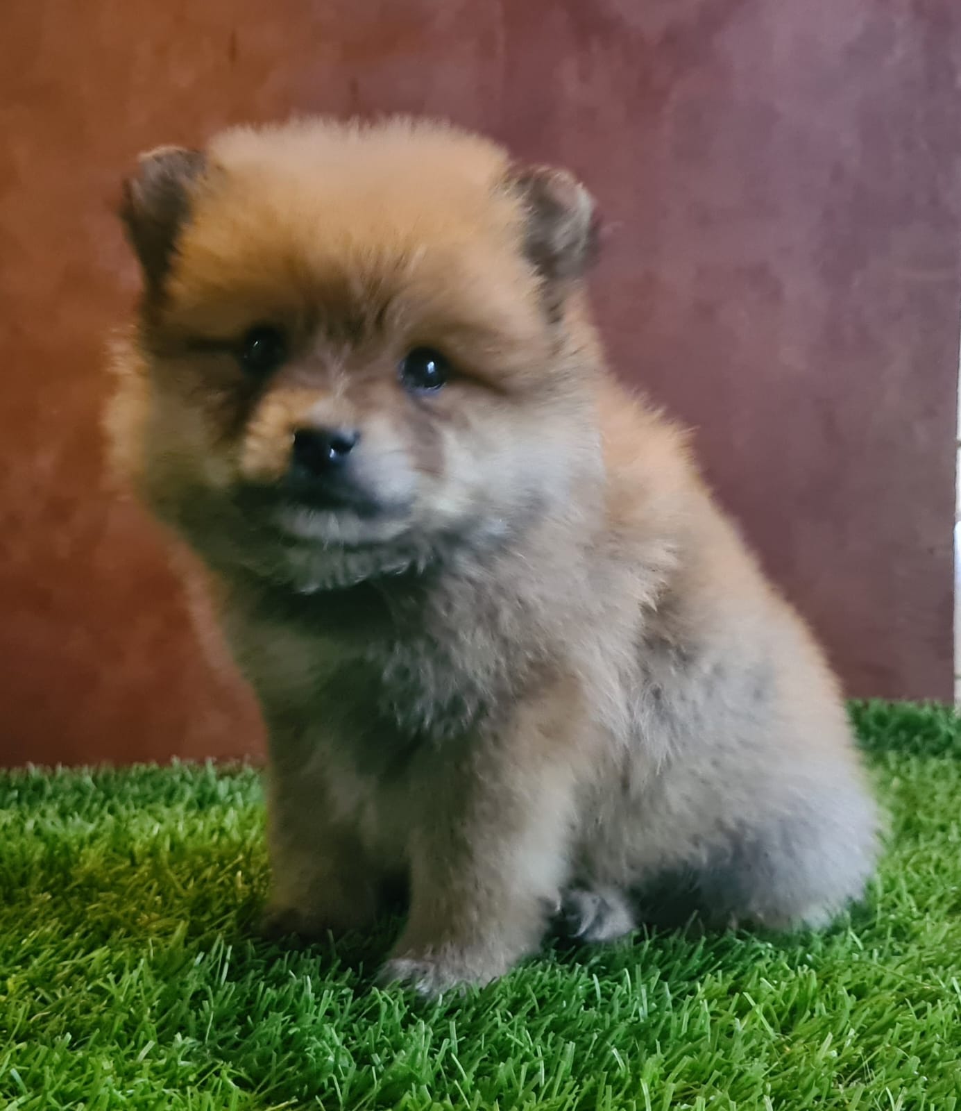 No pudo ser cargada la foto del cachorrito Pomerania