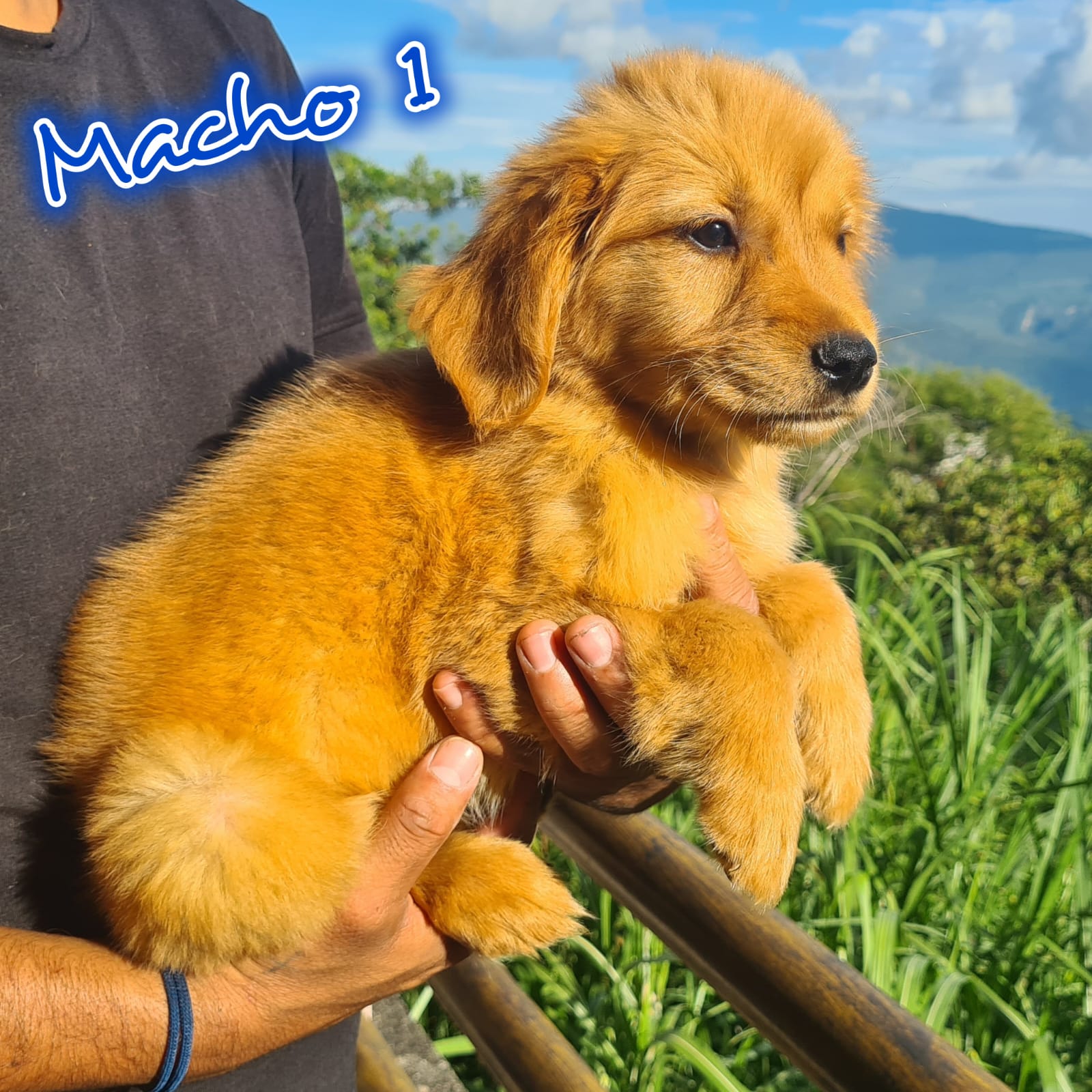 No pudo ser cargada la foto del cachorrito Golden retriever