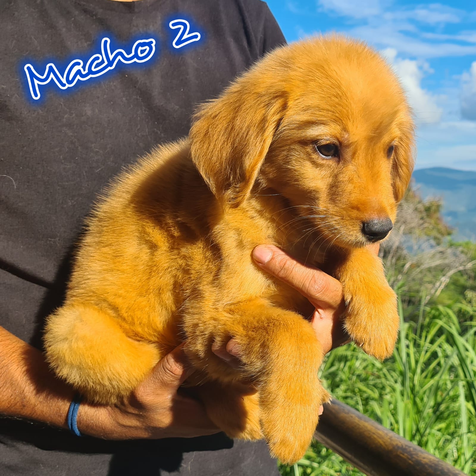 No pudo ser cargada la foto del cachorrito Golden retriever