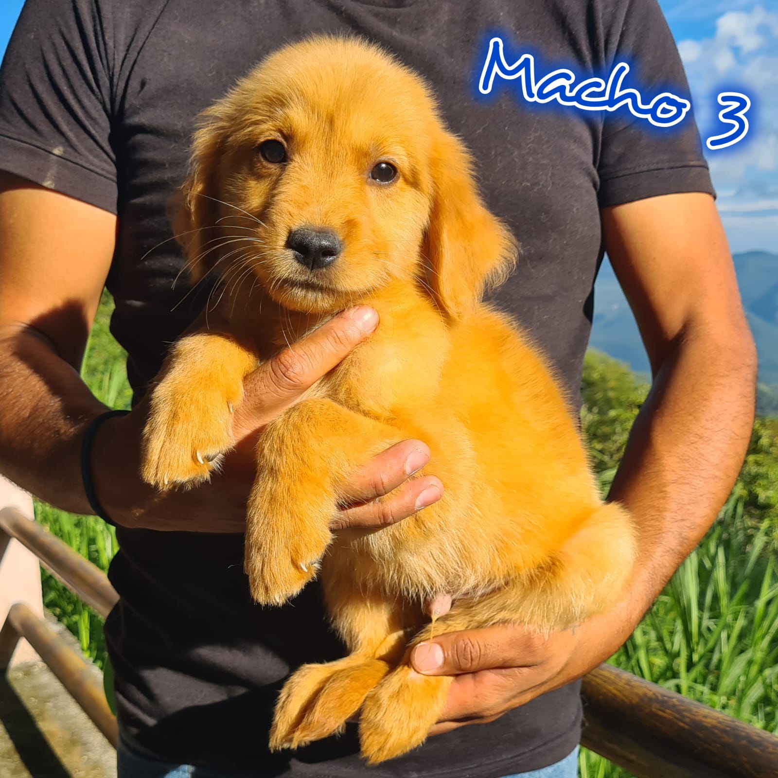 No pudo ser cargada la foto del cachorrito Golden retriever