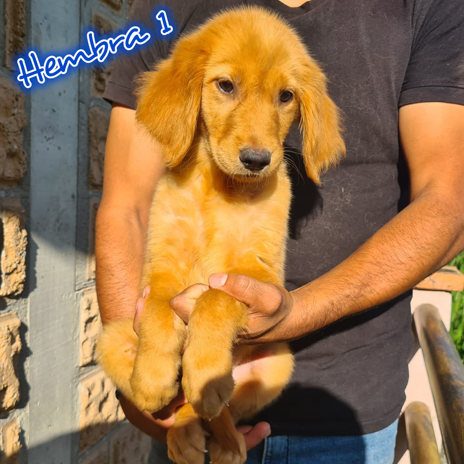 No pudo ser cargada la foto del cachorrito Golden retriever