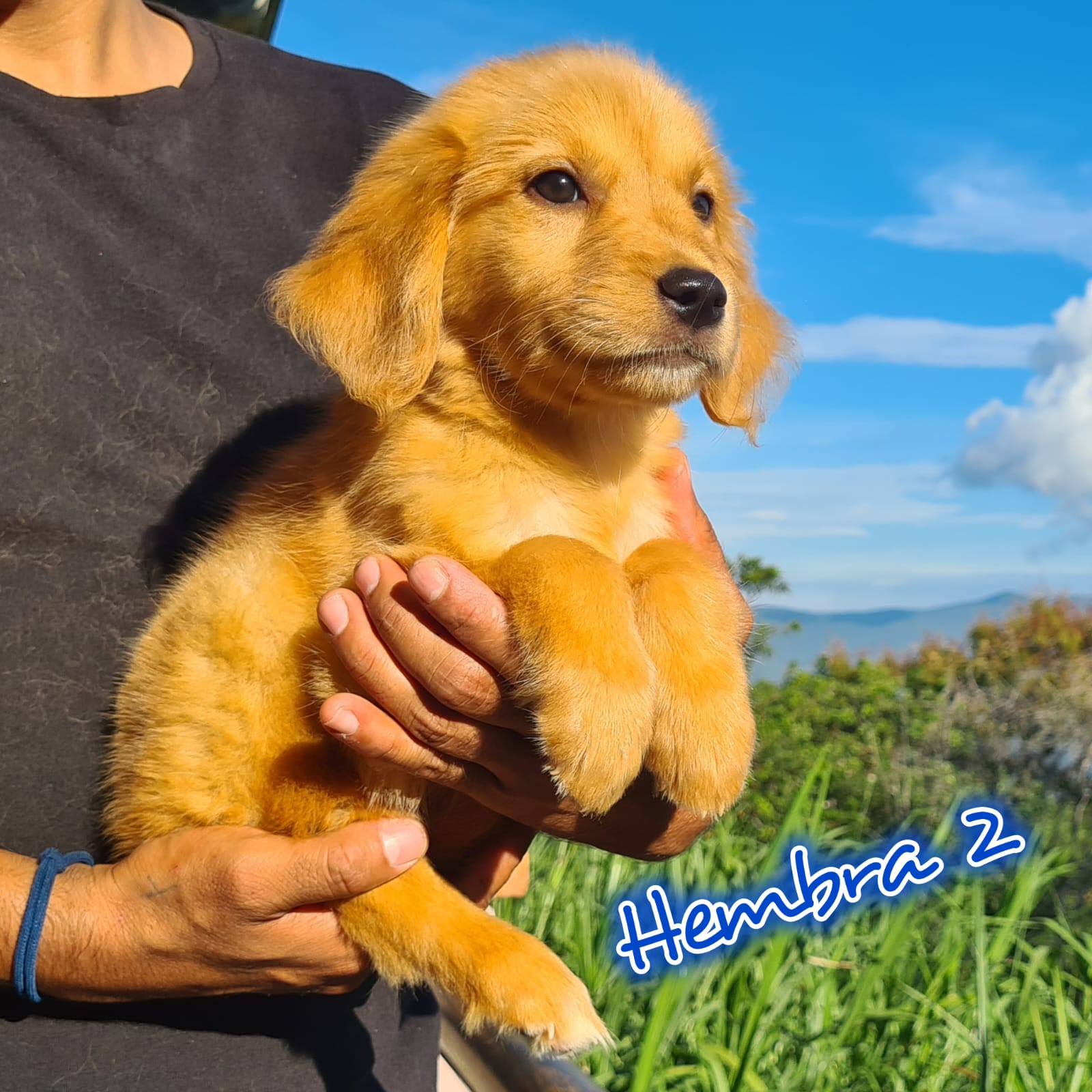 No pudo ser cargada la foto del cachorrito Golden retriever