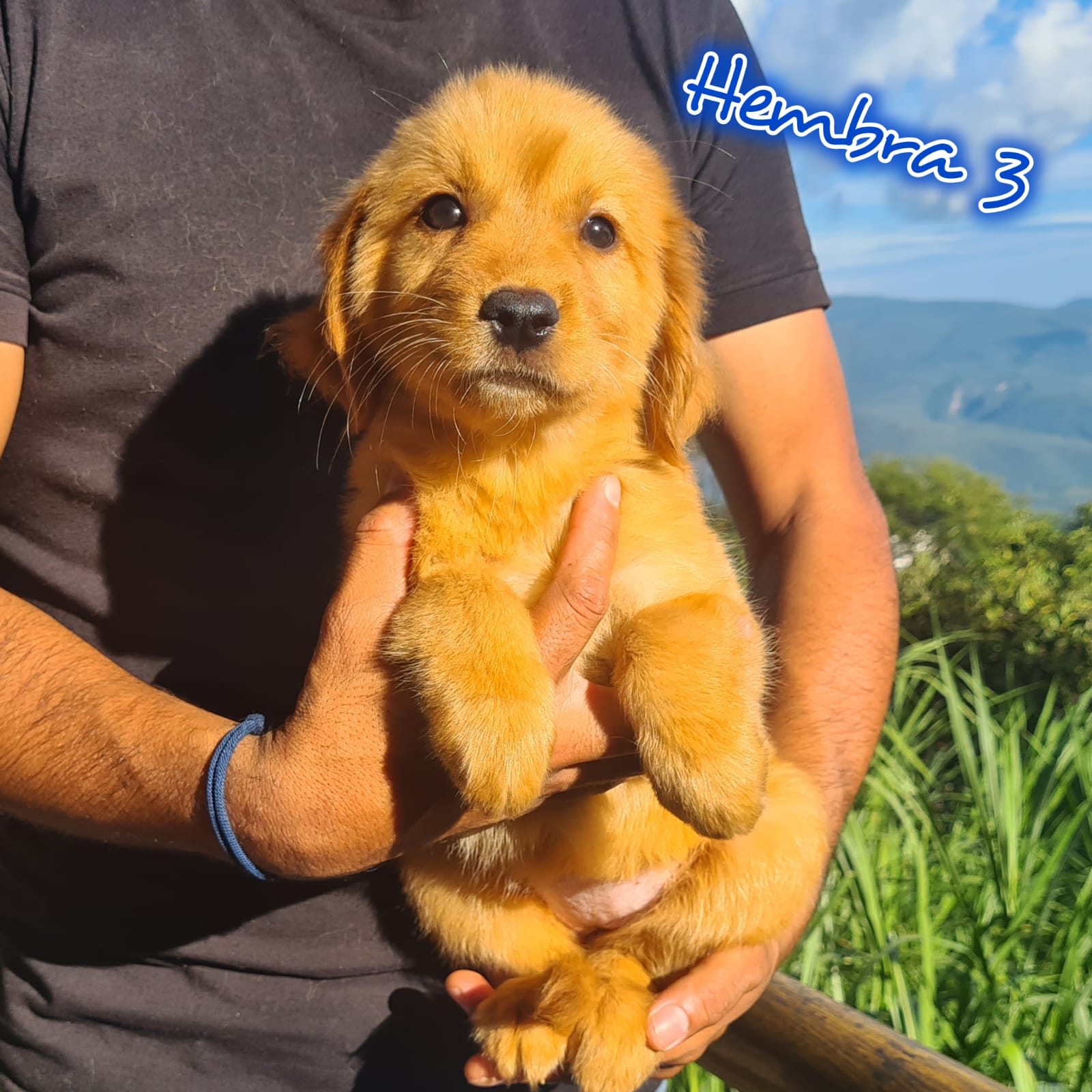 No pudo ser cargada la foto del cachorrito Golden retriever