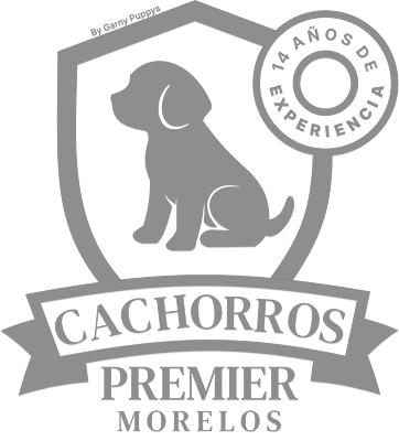 Cachorros Premier Morelos
